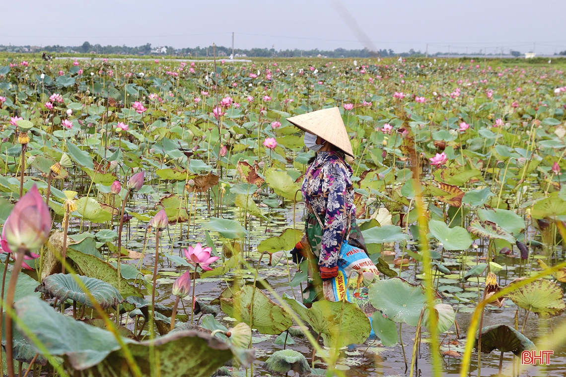 Niềm vui trên cánh đồng sen ở Thạch Hà