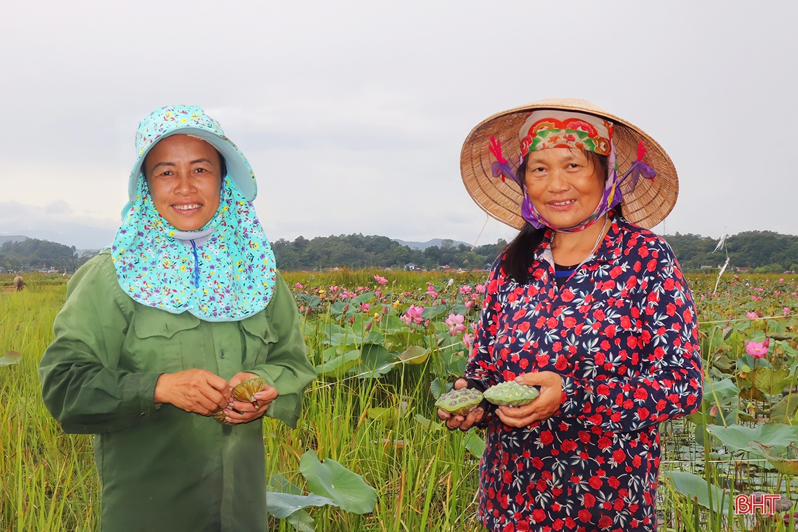 Niềm vui trên cánh đồng sen ở Thạch Hà