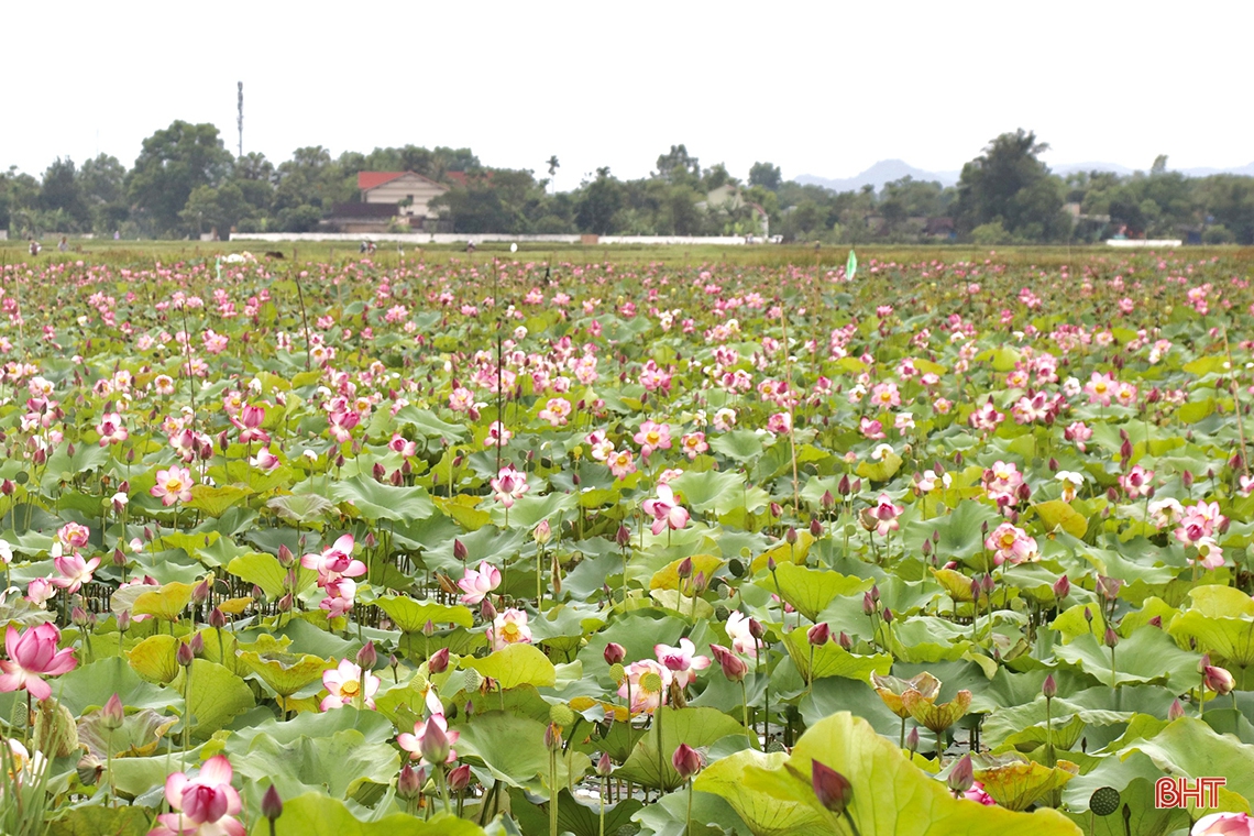 Niềm vui trên cánh đồng sen ở Thạch Hà