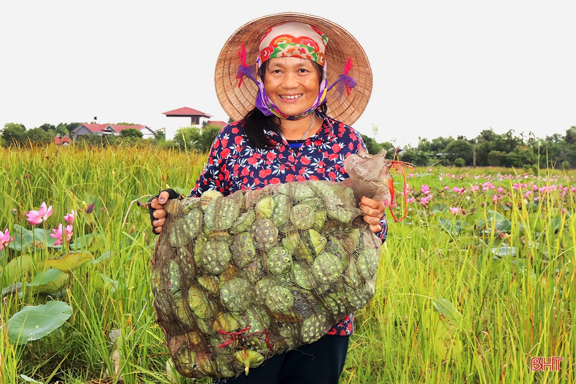 Niềm vui trên cánh đồng sen ở Thạch Hà