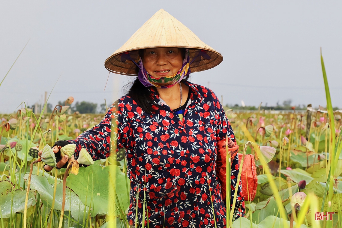Niềm vui trên cánh đồng sen ở Thạch Hà