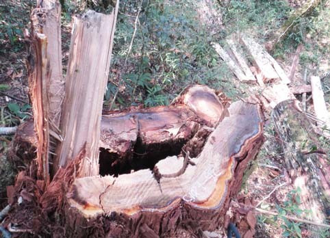 Gốc cây pơmu bị lâm tặc đốn hạ thuộc Tiểu khu 204 trong vụ tàn sát rừng Vườn Quốc gia Vũ Quang. Ảnh TL