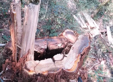 Gốc cây pơmu bị lâm tặc đốn hạ thuộc Tiểu khu 204 trong vụ tàn sát rừng Vườn Quốc gia Vũ Quang. Ảnh TL