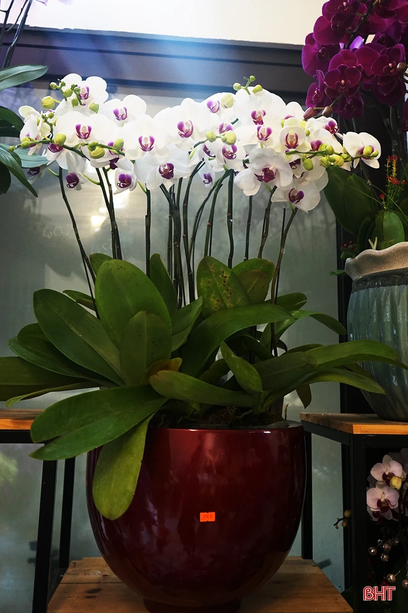 Nữ hoàng của các loài lan “lên ngôi” đón tết Canh Tý