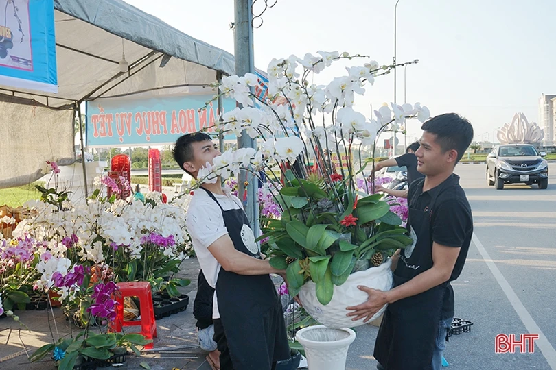 Nữ hoàng của các loài lan “lên ngôi” đón tết Canh Tý