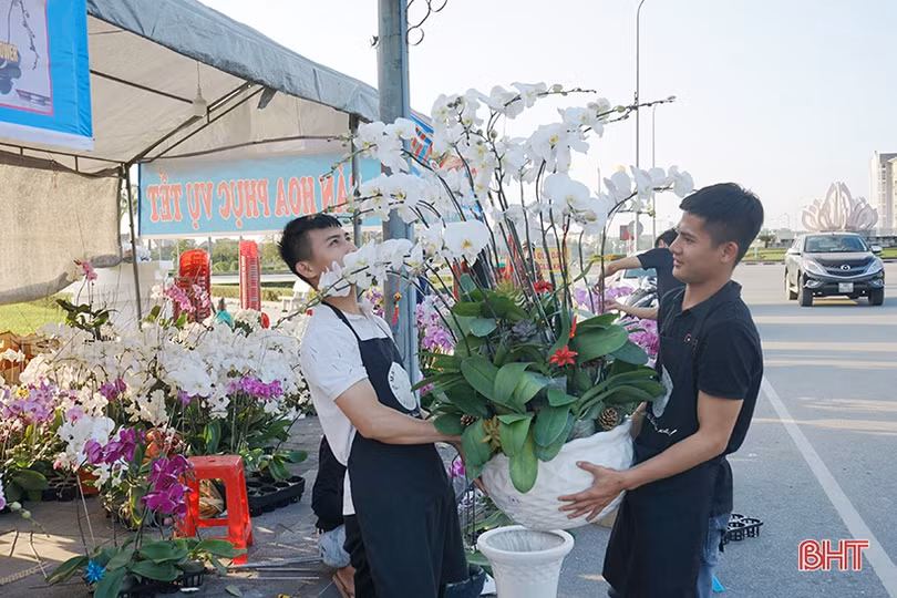 Nữ hoàng của các loài lan “lên ngôi” đón tết Canh Tý