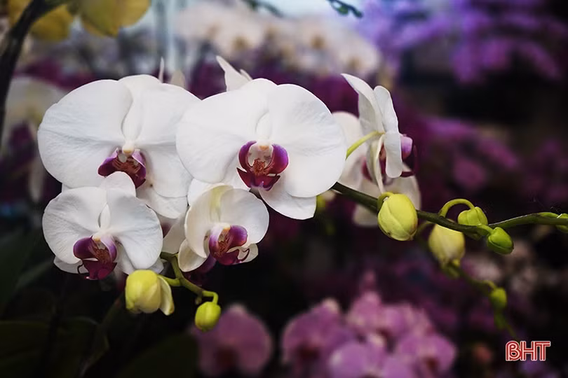 Nữ hoàng của các loài lan “lên ngôi” đón tết Canh Tý