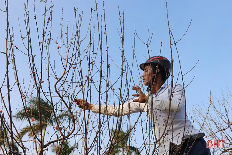 Dịch vụ thuê đào tết: Khách – chủ đều vui!