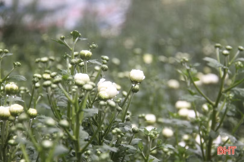 Xuân sớm trên khắp cánh đồng Hà Tĩnh