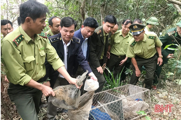 Vườn quốc gia Vũ Quang thả 12 cá thể cầy về tự nhiên
