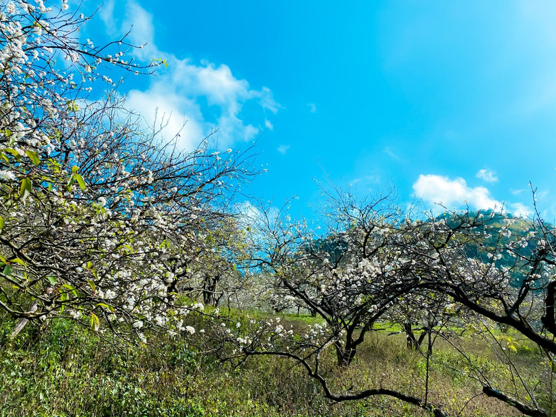 Hoa mận nở sớm, bung sắc trắng khắp thung lũng Mộc Châu ảnh 7 Hoa mận nở sớm, bung sắc trắng khắp thung lũng Mộc Châu