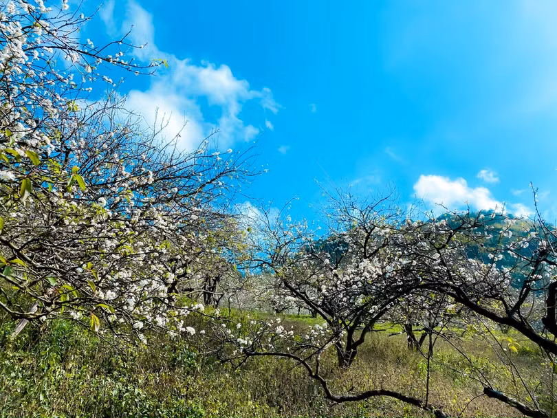 Hoa mận nở sớm, bung sắc trắng khắp thung lũng Mộc Châu