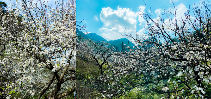 Hoa mận nở sớm, bung sắc trắng khắp thung lũng Mộc Châu ảnh 6 Hoa mận nở sớm, bung sắc trắng khắp thung lũng Mộc Châu