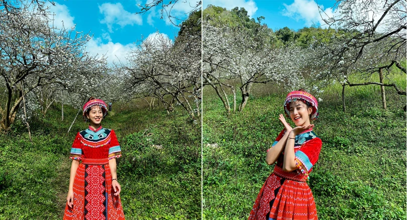 Hoa mận nở sớm, bung sắc trắng khắp thung lũng Mộc Châu