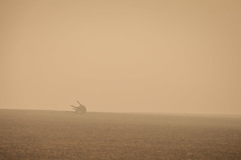 Hình ảnh tàn khốc về thảm họa cháy rừng ở Australia