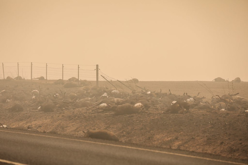 Hình ảnh tàn khốc về thảm họa cháy rừng ở Australia