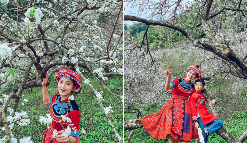Hoa mận nở sớm, bung sắc trắng khắp thung lũng Mộc Châu ảnh 10 Hoa mận nở sớm, bung sắc trắng khắp thung lũng Mộc Châu