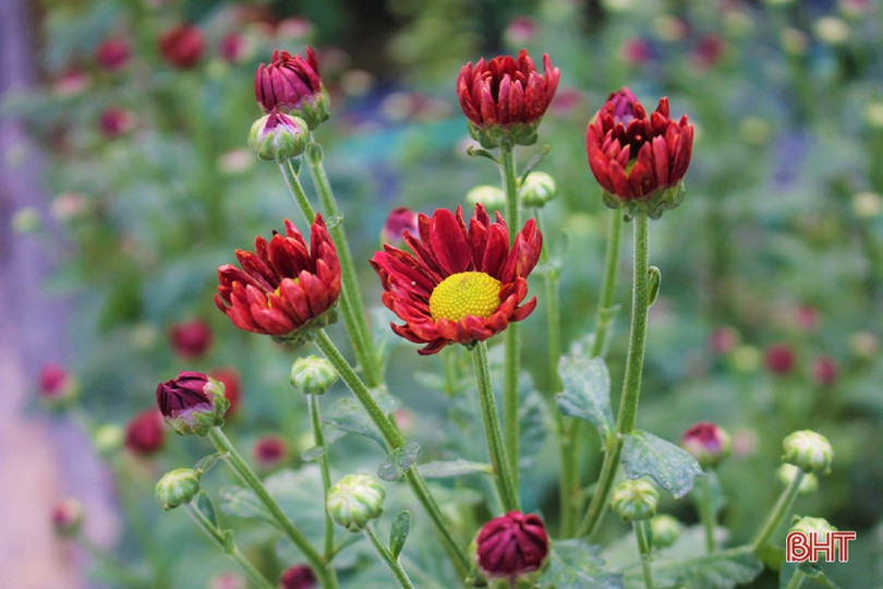 Hoa đào, hoa cúc rực rỡ đón xuân