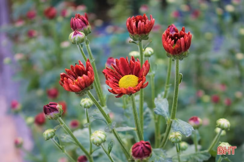 Hoa đào, hoa cúc rực rỡ đón xuân