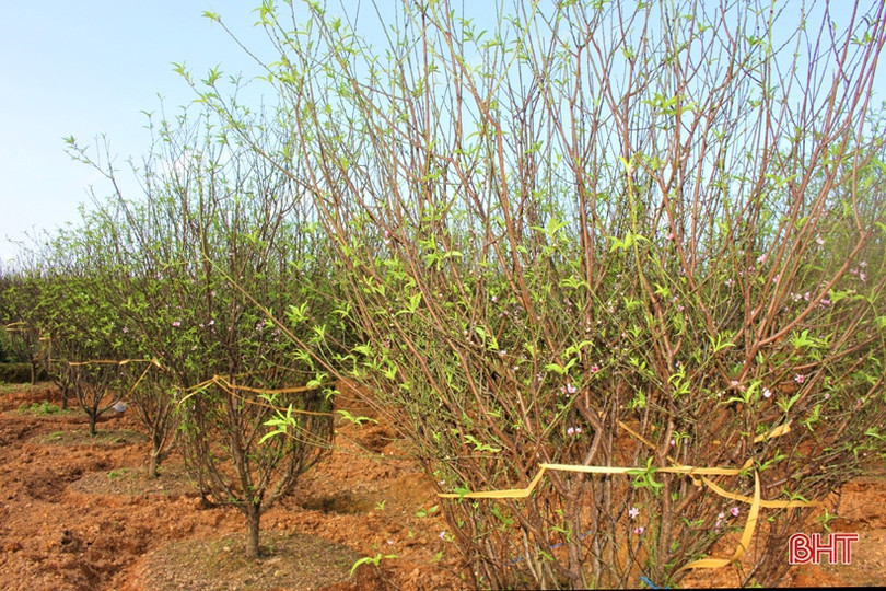 Hoa đào, hoa cúc rực rỡ đón xuân