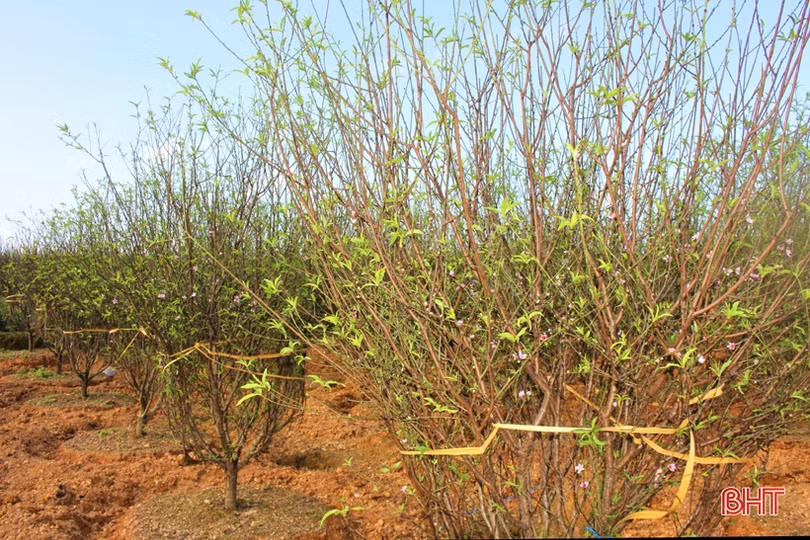 Hoa đào, hoa cúc rực rỡ đón xuân