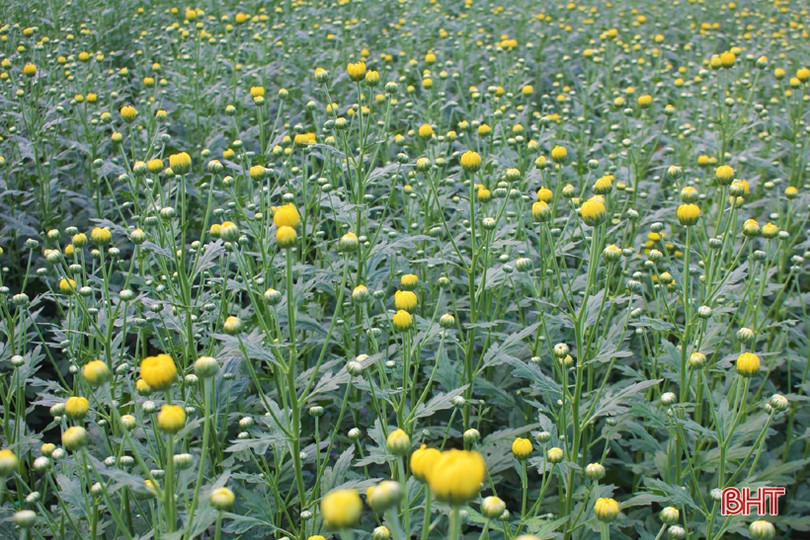 Hoa đào, hoa cúc rực rỡ đón xuân