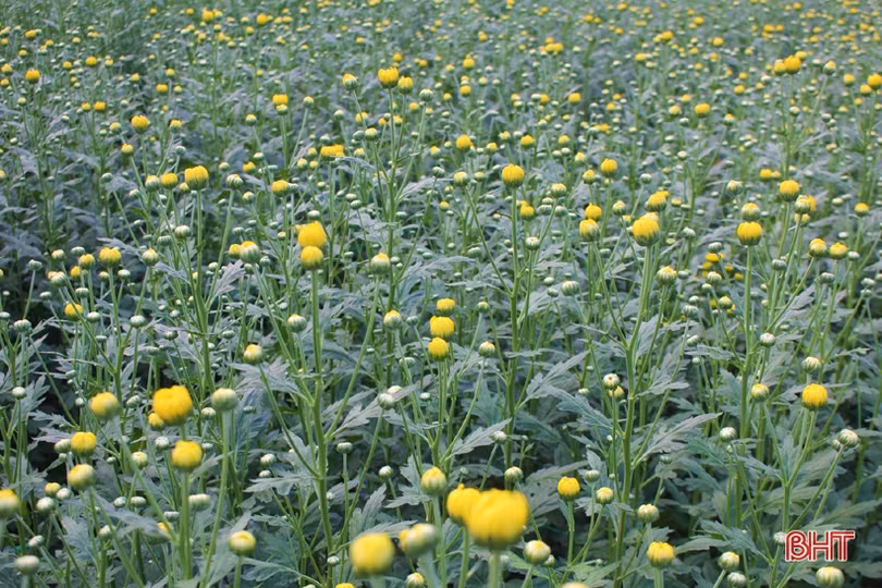 Hoa đào, hoa cúc rực rỡ đón xuân