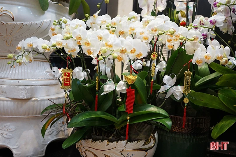 Nữ hoàng của các loài lan “lên ngôi” đón tết Canh Tý