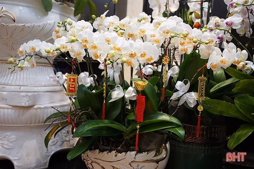 Nữ hoàng của các loài lan “lên ngôi” đón tết Canh Tý