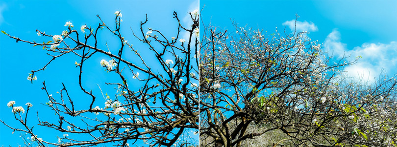 Hoa mận nở sớm, bung sắc trắng khắp thung lũng Mộc Châu ảnh 1 Hoa mận nở sớm, bung sắc trắng khắp thung lũng Mộc Châu