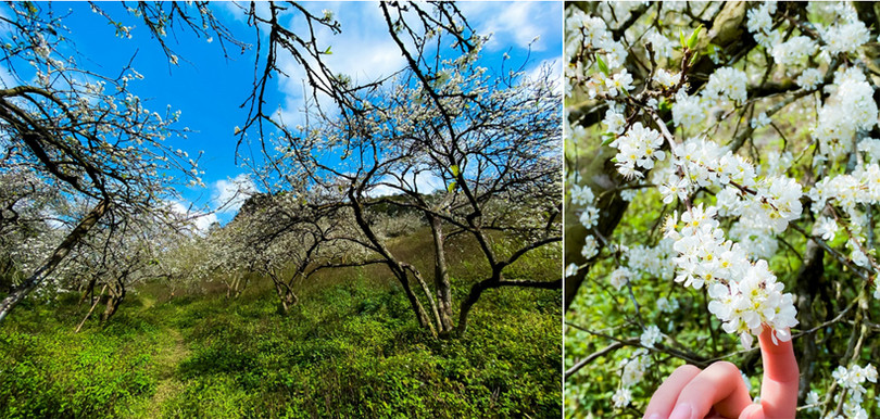 Hoa mận nở sớm, bung sắc trắng khắp thung lũng Mộc Châu ảnh 5 Hoa mận nở sớm, bung sắc trắng khắp thung lũng Mộc Châu