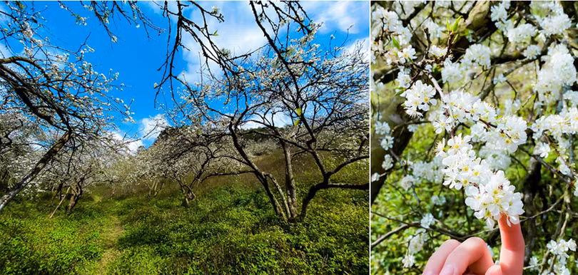 Hoa mận nở sớm, bung sắc trắng khắp thung lũng Mộc Châu