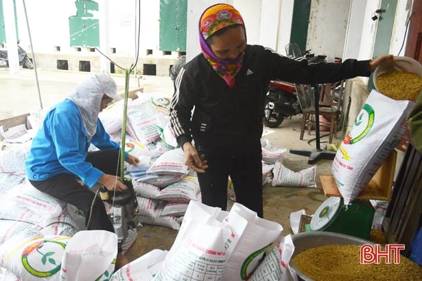 Cung ứng giống lúa ở Hà Tĩnh: Không ít doanh nghiệp “qua mặt” cơ quan quản lý