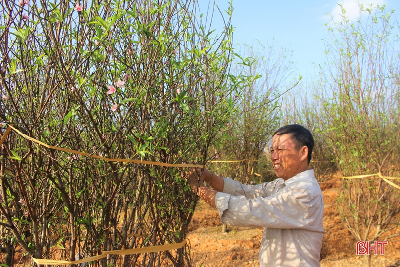 Hoa đào, hoa cúc rực rỡ đón xuân