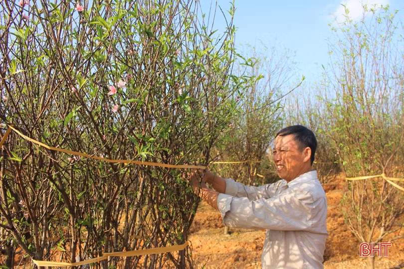 Hoa đào, hoa cúc rực rỡ đón xuân