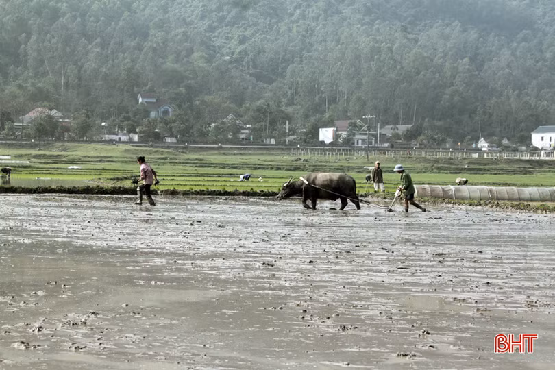 Xuân sớm trên khắp cánh đồng Hà Tĩnh