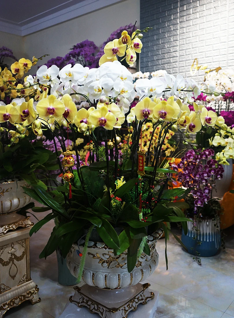 Nữ hoàng của các loài lan “lên ngôi” đón tết Canh Tý
