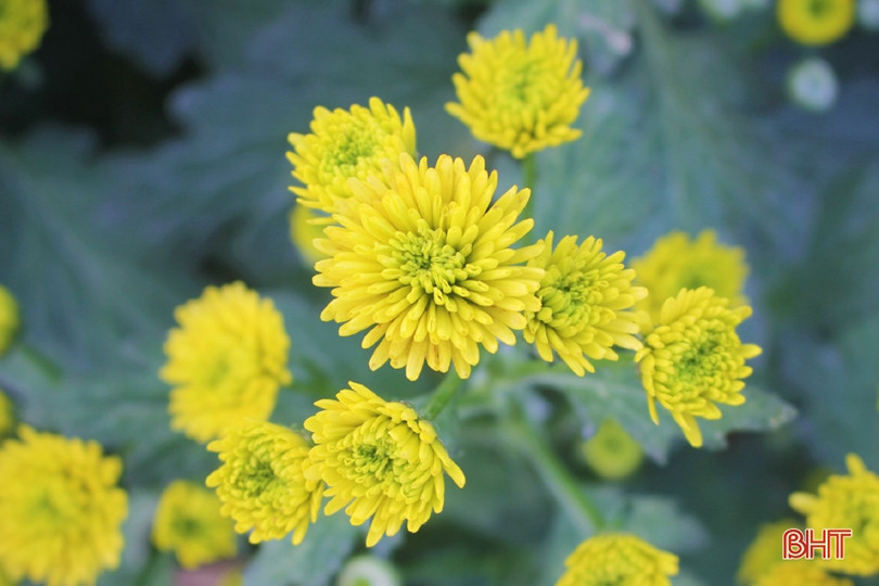 Hoa đào, hoa cúc rực rỡ đón xuân