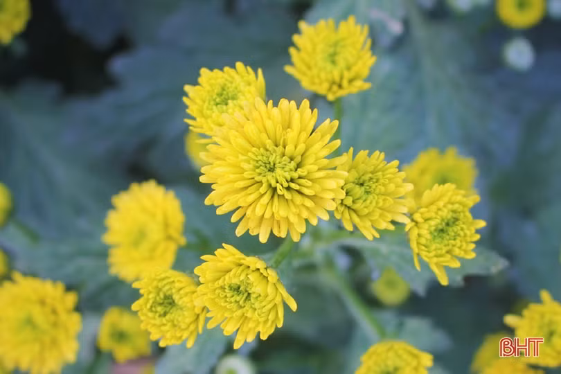 Hoa đào, hoa cúc rực rỡ đón xuân