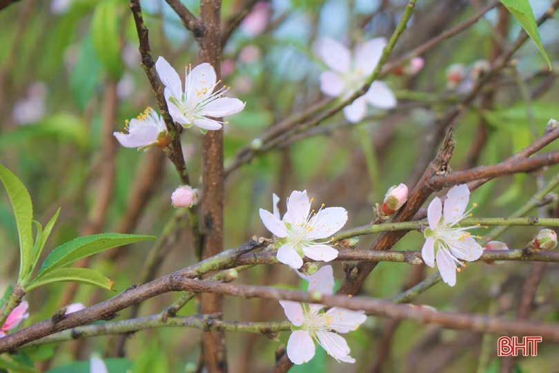 Hoa đào, hoa cúc rực rỡ đón xuân