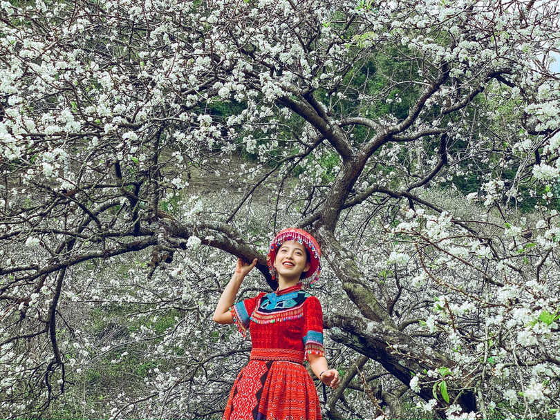 Hoa mận nở sớm, bung sắc trắng khắp thung lũng Mộc Châu ảnh 8 Hoa mận nở sớm, bung sắc trắng khắp thung lũng Mộc Châu