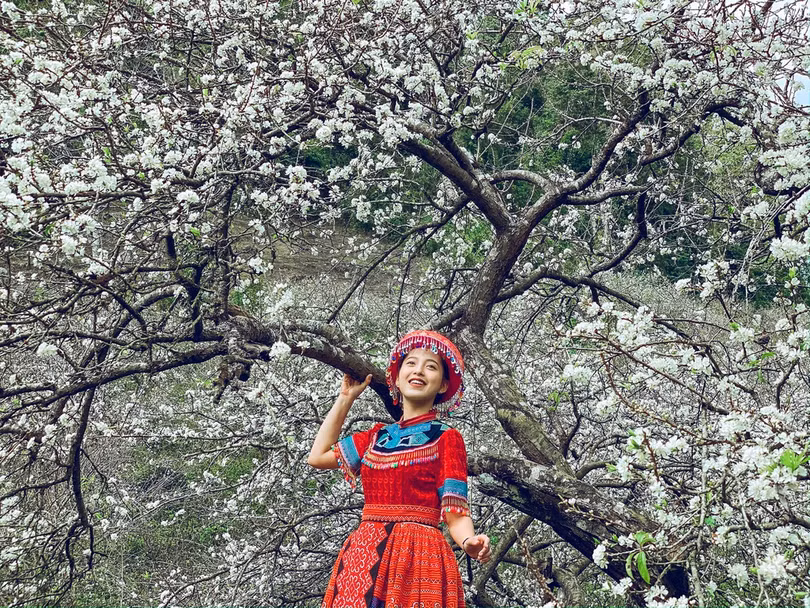 Hoa mận nở sớm, bung sắc trắng khắp thung lũng Mộc Châu