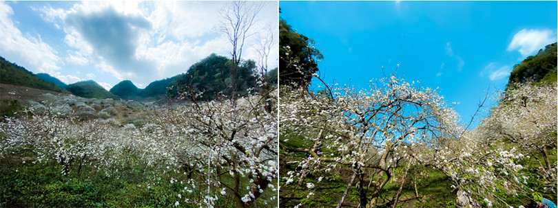 Hoa mận nở sớm, bung sắc trắng khắp thung lũng Mộc Châu ảnh 3 Hoa mận nở sớm, bung sắc trắng khắp thung lũng Mộc Châu