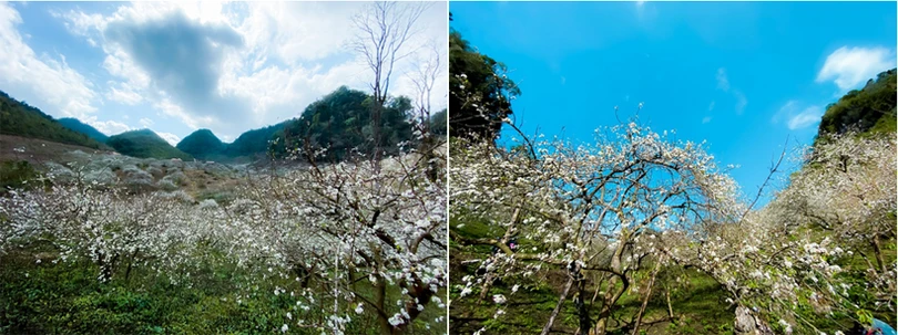 Hoa mận nở sớm, bung sắc trắng khắp thung lũng Mộc Châu