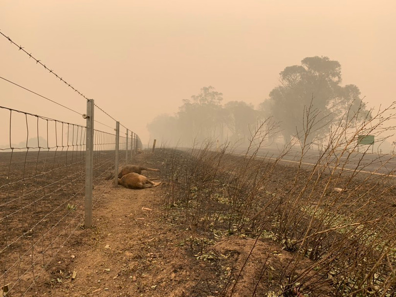 Hình ảnh tàn khốc về thảm họa cháy rừng ở Australia