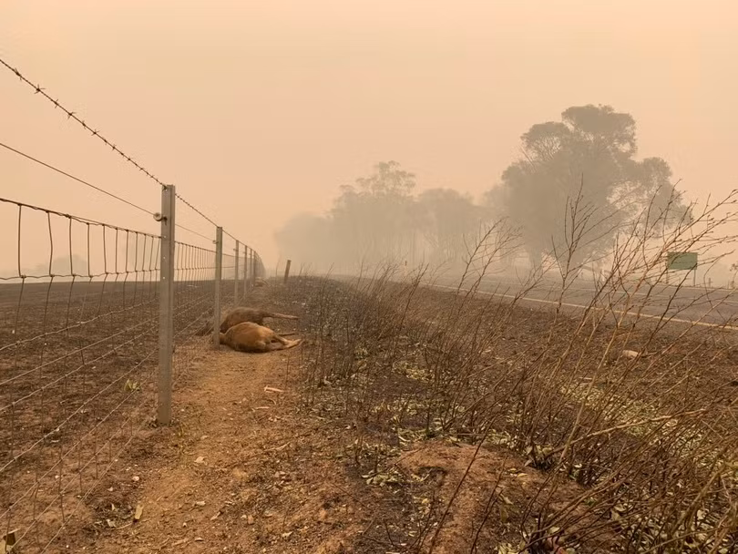 Hình ảnh tàn khốc về thảm họa cháy rừng ở Australia