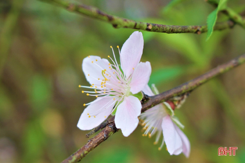 Hoa đào, hoa cúc rực rỡ đón xuân