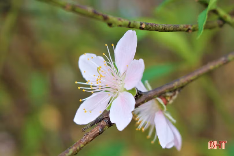 Hoa đào, hoa cúc rực rỡ đón xuân