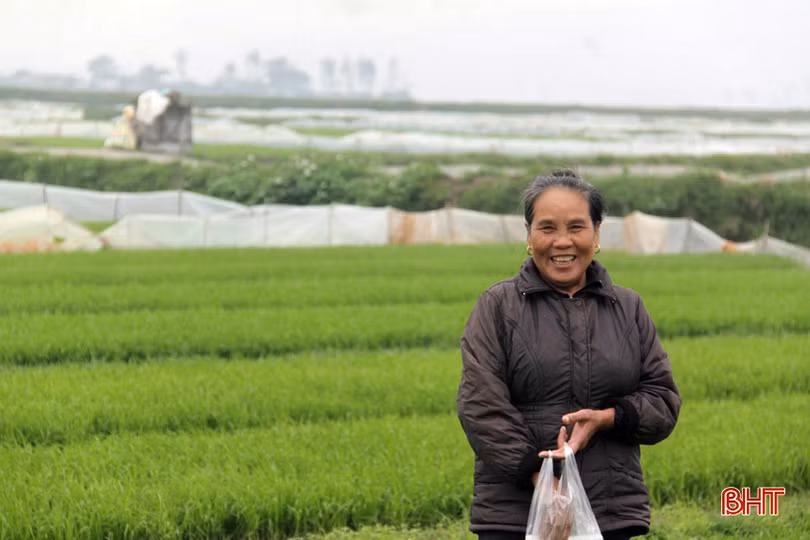 Xuân sớm trên khắp cánh đồng Hà Tĩnh