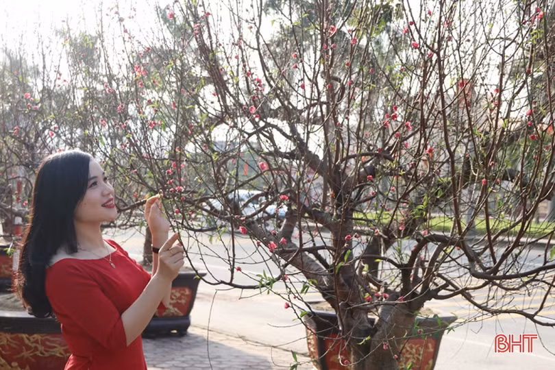 Dịch vụ thuê đào tết: Khách – chủ đều vui!